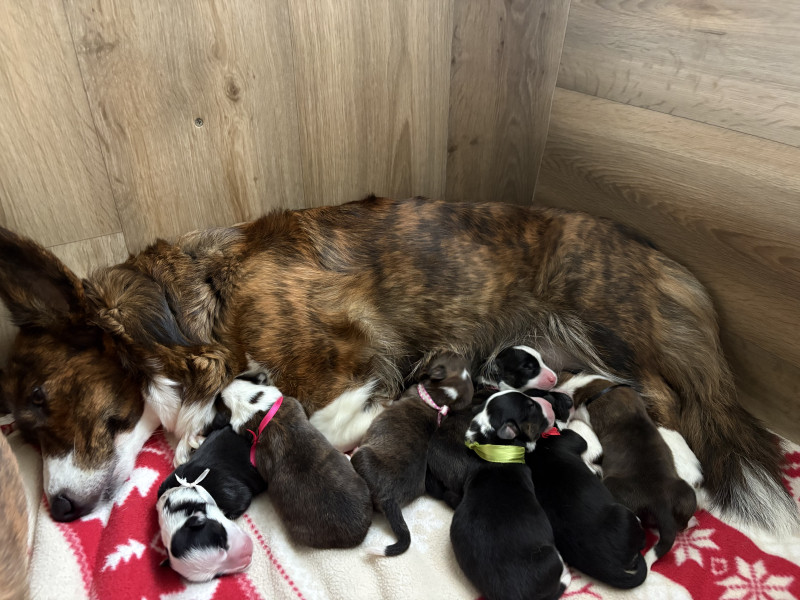 Welsh Corgi Cardigan - Welsh Corgi Cardigan