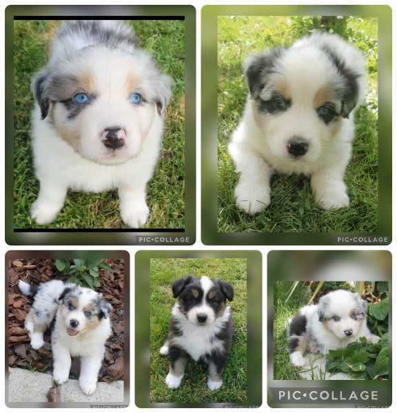 Berger Australien - Chiots LOF bergers australiens