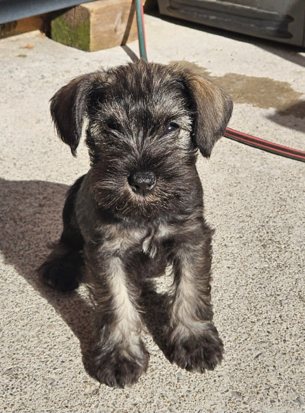 Schnauzer miniature - Schnauzer nain poivre et sel - Mon-Laur
