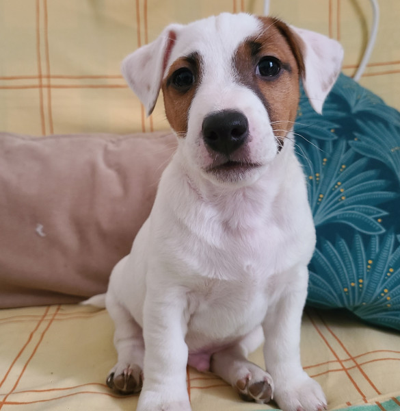 Jack Russell Terrier - 1 chiot Jack Russel Terrier