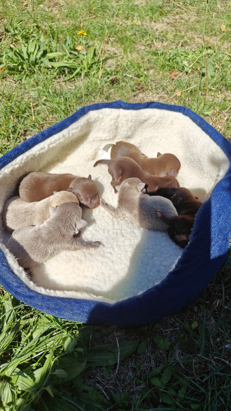 Chihuahua - Chiots Chihuahuas LOFS