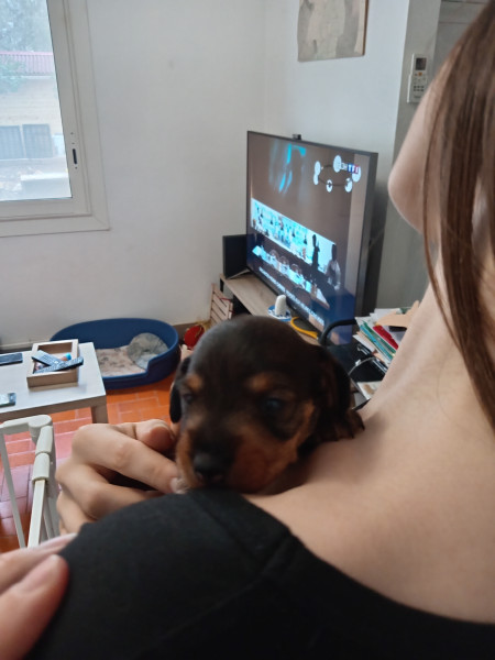 Teckel poil dur - Chiot femelle teckel poil dur - Les teckels du beau rocher