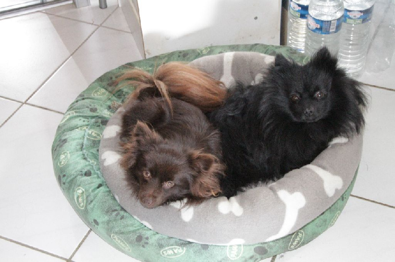 4 chiots taille petit Spitz allemand