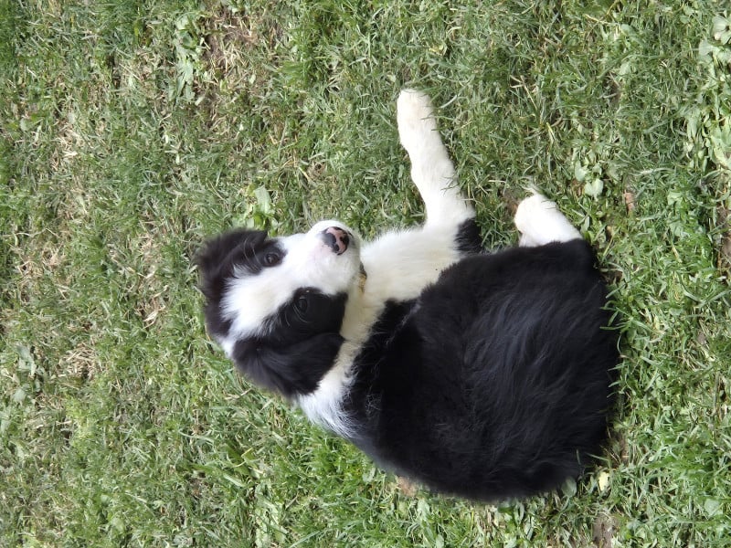 Border Collie - Chiots border-collie