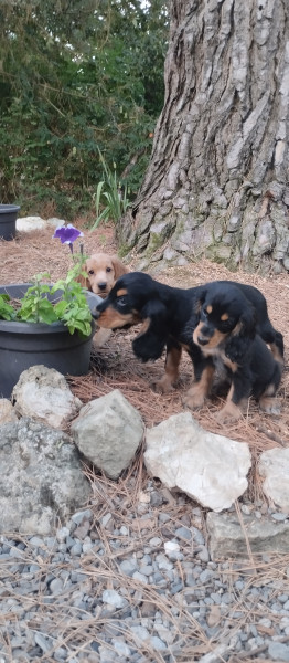 Cocker Spaniel Anglais - Chiots Cocker Anglais