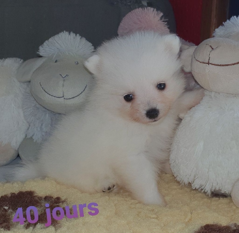 Spitz japonais chiot 2 mois et demi Spitz japonais