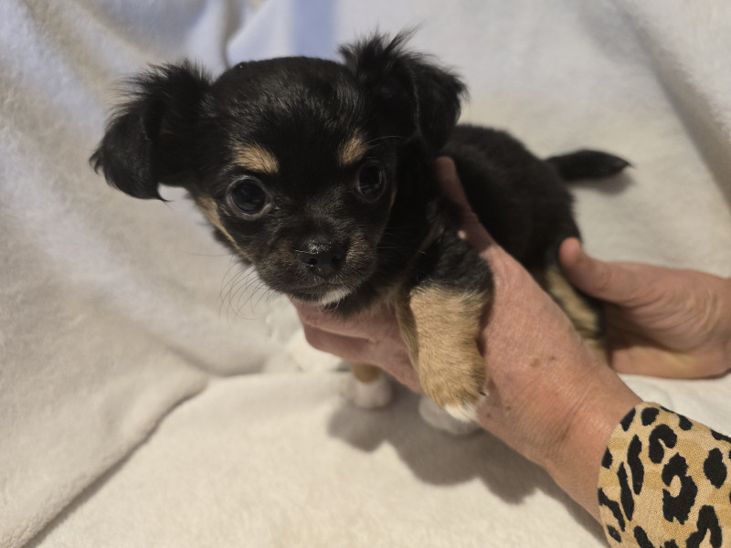 Chihuahua - Chihuahua poils longs - de Laukami