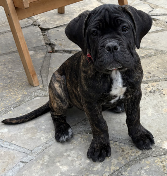 Cane Corso - Chiots Cane Corso, 1 mois et demi ?