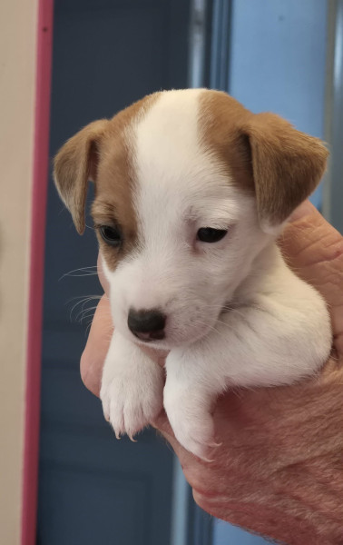 Jack Russell Terrier - A RESERVER