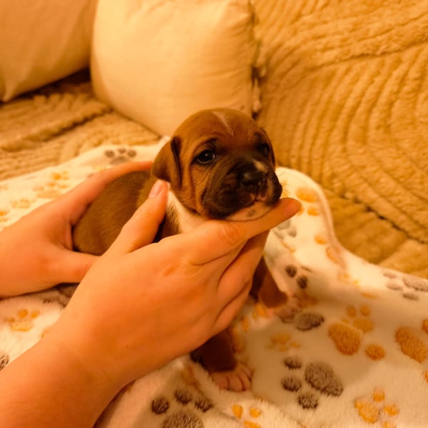 Staffordshire Bull Terrier - Portée de Staffie A réserver - Kizuna spirit