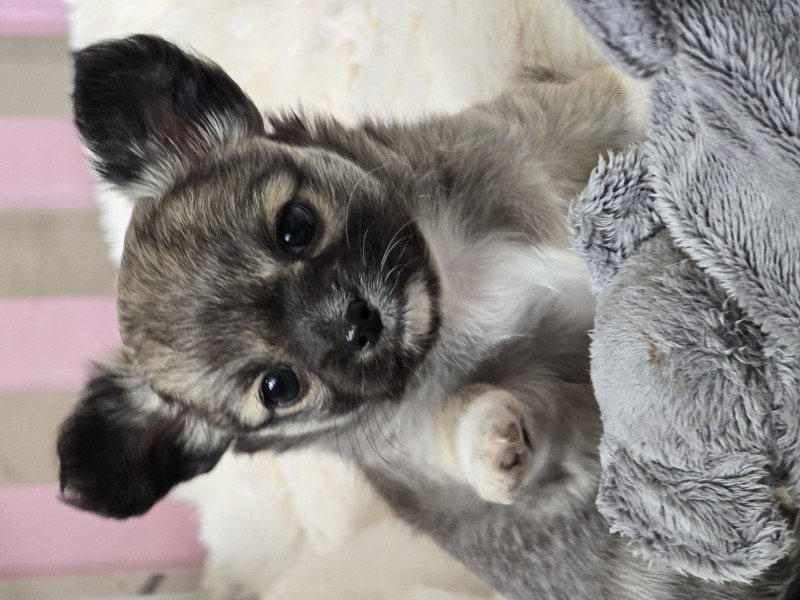 Chihuahua - chihuahua chiot male - Elevage Familial du Dahlia Rose Impérial