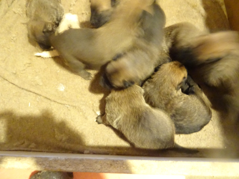 Berger Belge - Chiots Malinois LOF