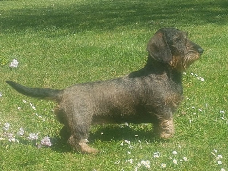 CHIOTS TECKELS STANDARD POIL DUR A VENDRE Teckel poil dur