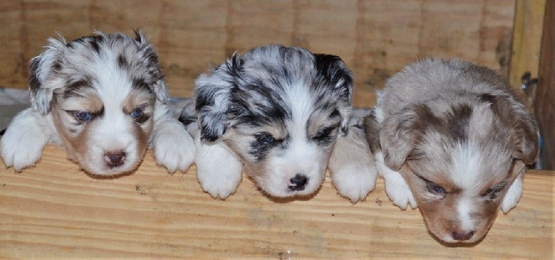 Magnifiques CHIOTS Berger Américain Miniature LOF Berger Américain Miniature
