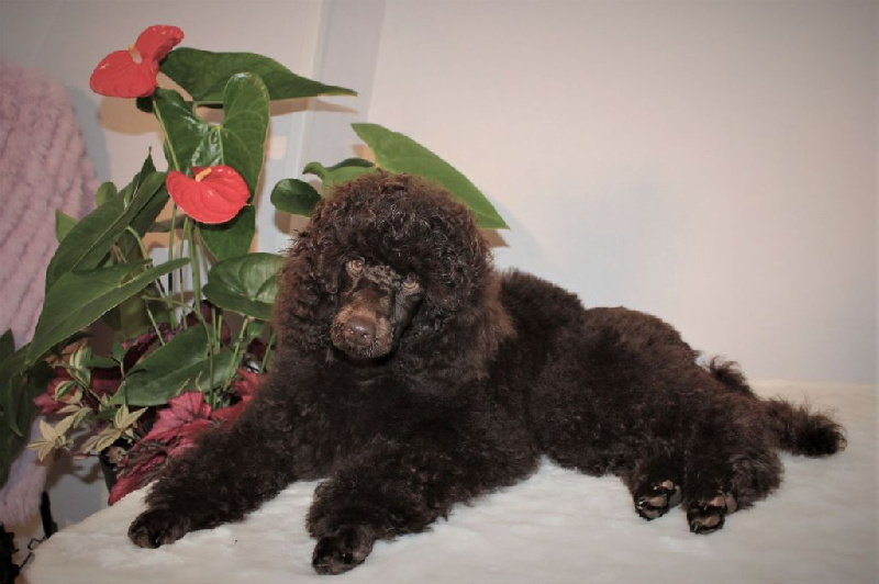 un chiot caniche moyen marron femelle disponible Caniche