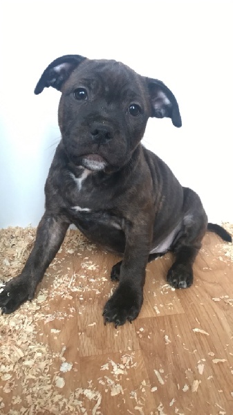 5 chiot staffie Staffordshire Bull Terrier
