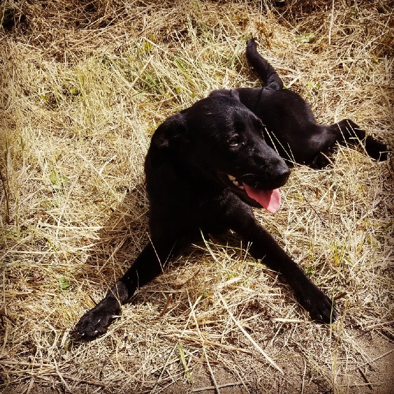 Chiots Labrador Retriever Labrador Retriever
