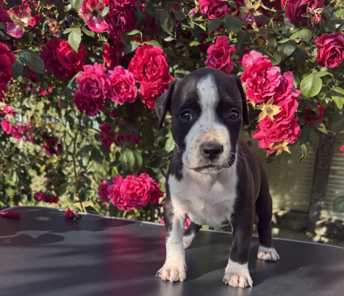 American Staffordshire Terrier - Superbes chiots amstaff, staff, american staff - Angel s Of carmine
