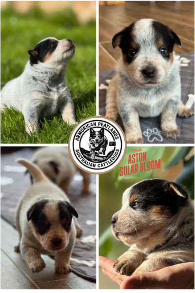 Bouvier australien - chiots bouviers australien - Armorican Peatlands