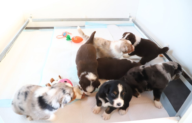 Berger Australien - BERGER AUSTRALIEN  CHIOTS DISPONIBLES DANS le DEUX-SEVRES (79)