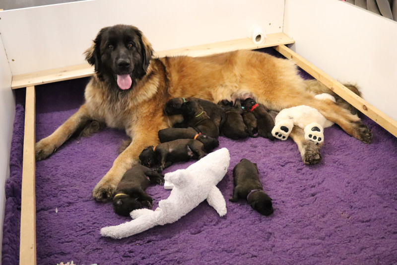 Leonberger - Umberlee x Ruben - janvier 2026