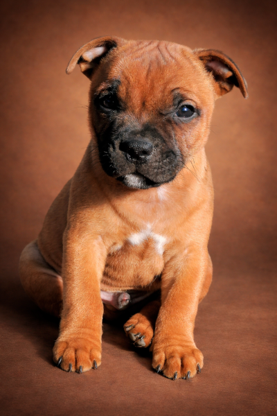 Staffordshire Bull Terrier - CHIOTS STAFFORDSHIRE BULL TERRIER