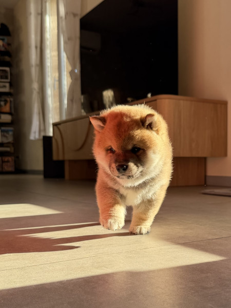 Shiba - (réservée) - Shiba Inu LOF ? Portée: multi CH. Fomingold Yukikhiro × Allaikha?s Taïga - TAIYO NO SENSHI