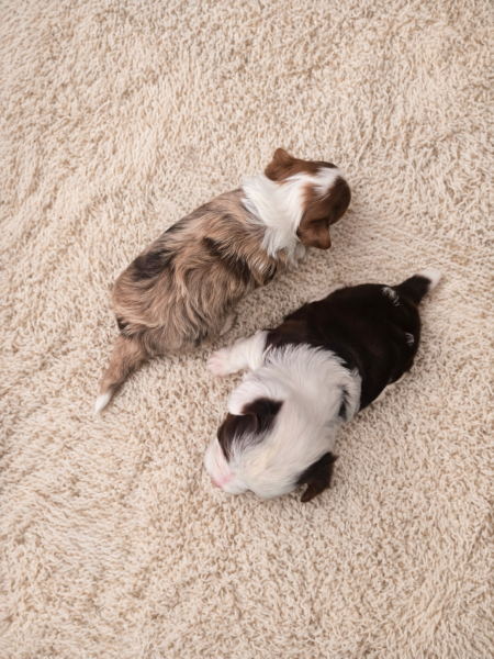 Yorkshire Terrier - Yorkshire colorés rares Biro & Lilas Merle - Miss York