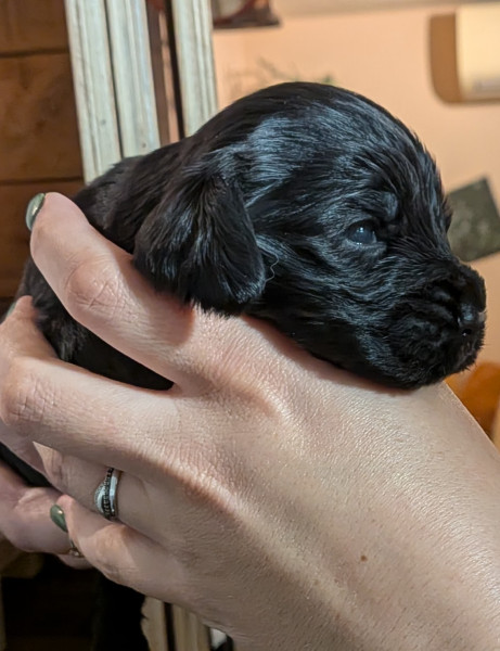 Cocker Spaniel Anglais - Chiot mâle LOF