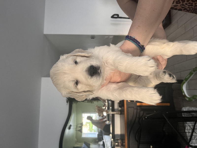 Golden Retriever - Golden Retriever LOF