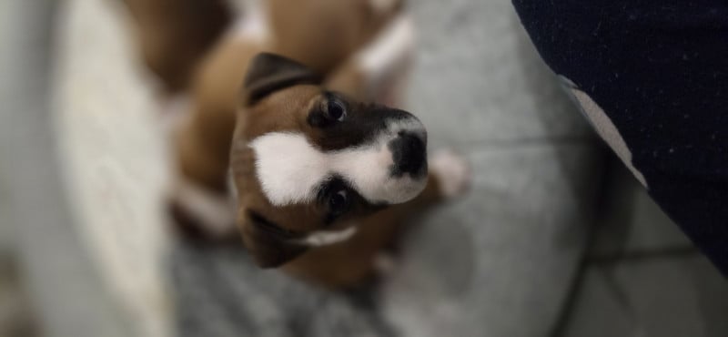 Staffordshire Bull Terrier - Bebes staffordshire bull terrier