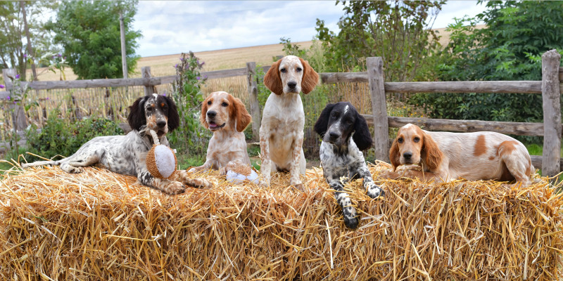 Setter Anglais - chiot setter anglais