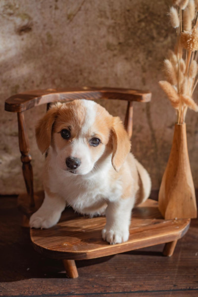 Welsh Corgi Pembroke - Welsh Corgi Pembroke