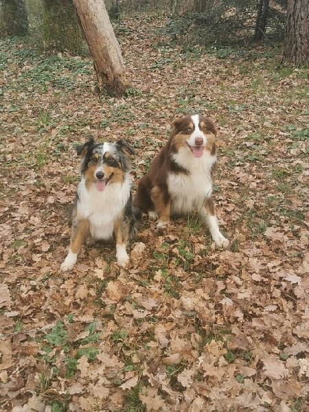 Chiots Poky & Nexus Berger Australien