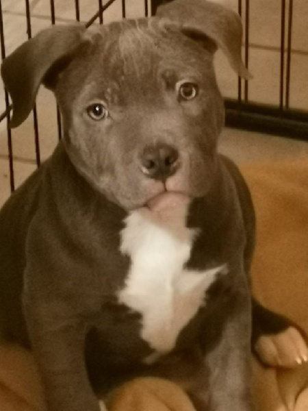 American staff /amstaff /staff American Staffordshire Terrier