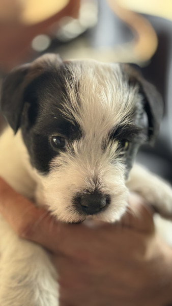 Jack Russell Terrier - Jack Russell LOF - lignée Australien