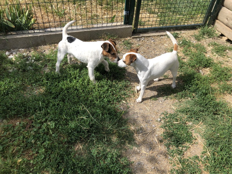Parson Russell Terrier - Chiots Parson Russell Terrier LOF