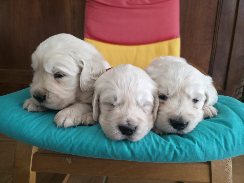 Golden Retriever - Chiots golden retriever LOF à reserver