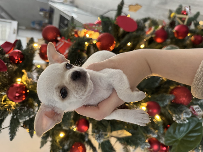 Chihuahua - Chiot Chihuahua LOF - Domaine de Céléste