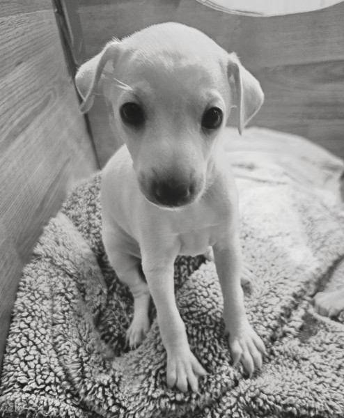 Petit Levrier Italien - Petit Lévrier Italien