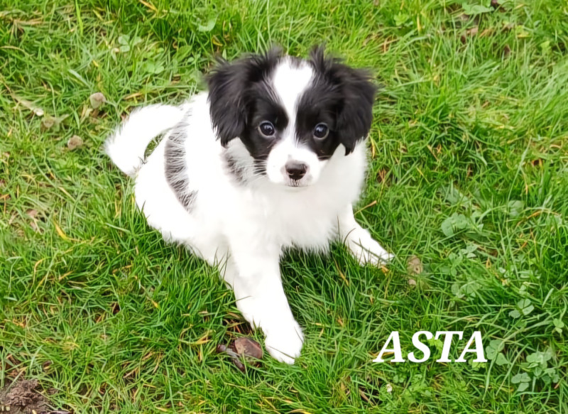 Epagneul nain Continental (Phalène) - Femelle épagneul nain continental Phalène