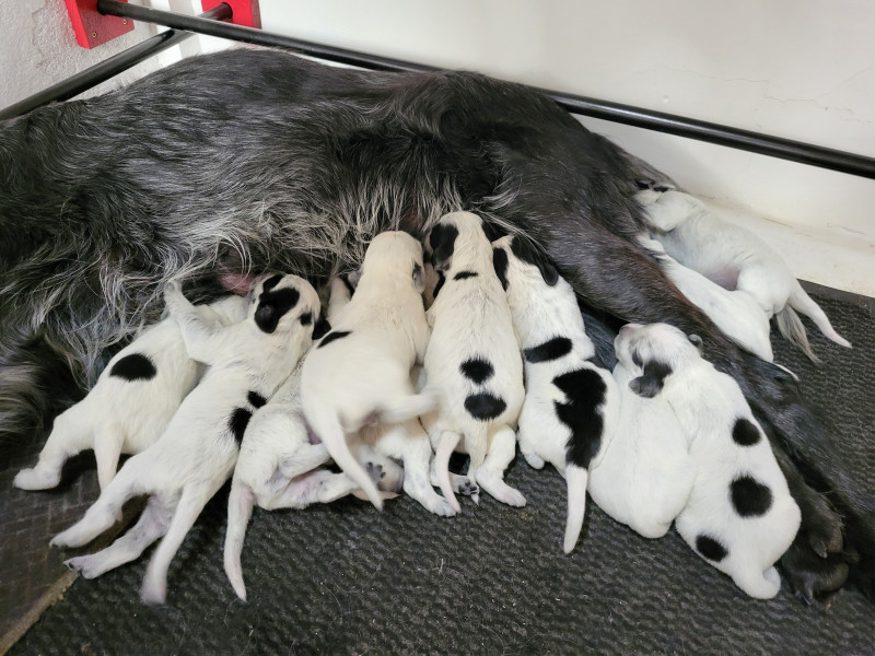 Chiot Epagneul bleu de Picardie