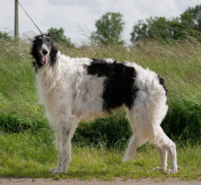 Barzoi - Chiots barzoïs - du Moulin Lointain