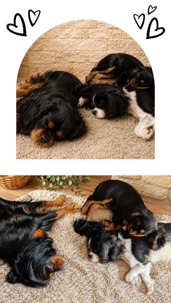 Cavalier King Charles Spaniel - Femelle Cavalier king Charles lof - Élevage Des Vignes Ensoleillées