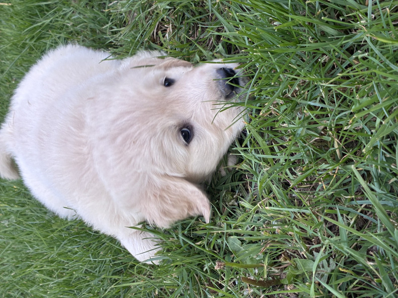 Golden Retriever - Golden Retriever
