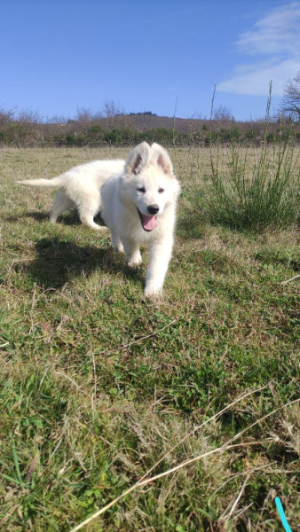 Berger Blanc Suisse - Chiots Berger Blanc Suisse LOF - Du Paradis d'AkhyWolf