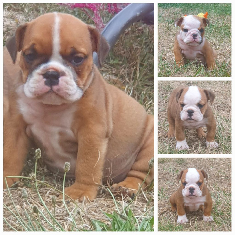 Chiots bulldog anglais lof Bulldog Anglais