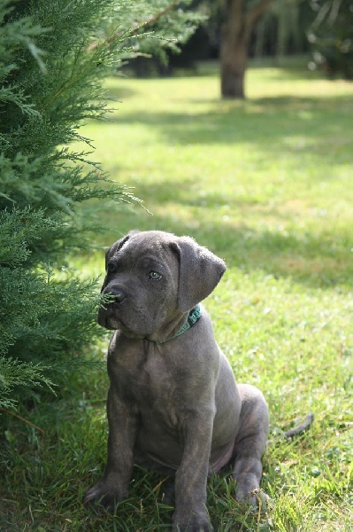 2 chiots Cane Corso mâles Cane Corso