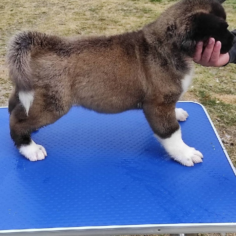 Femelle chiots Akita Américain Akita americain