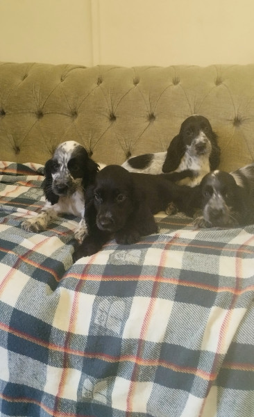 Cocker Spaniel Anglais - Chiots Cocker Anglais
